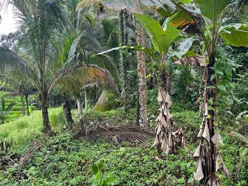 jual tanah kebun view sawah cantik di penebel tabanan bali