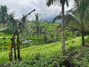 jual tanah kebun view sawah cantik di penebel tabanan bali