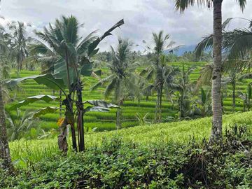 jual tanah kebun view sawah cantik di penebel tabanan bali