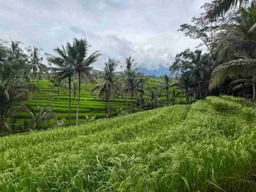 jual tanah kebun view sawah cantik di penebel tabanan bali