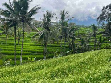 jual tanah kebun view sawah cantik di penebel tabanan bali