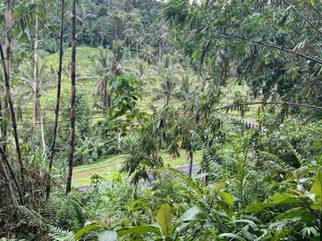 jual tanah kebun view sawah di tabanan bali