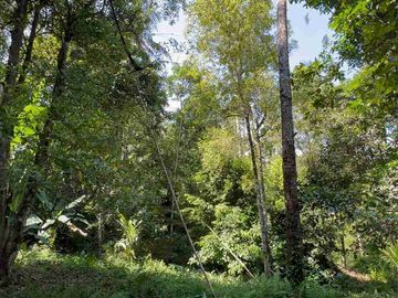 jual tanah kebun Los sungai di tabanan bali