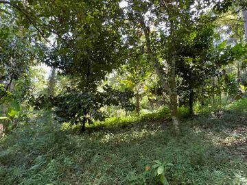 jual tanah kebun Los sungai di tabanan bali