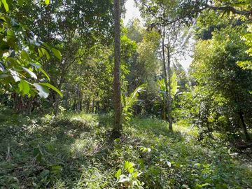 jual tanah kebun Los sungai di tabanan bali