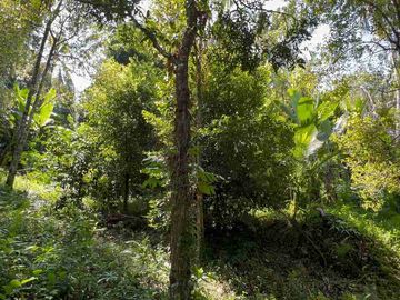 jual tanah kebun Los sungai di tabanan bali