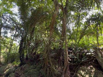 jual tanah kebun Los sungai di tabanan bali