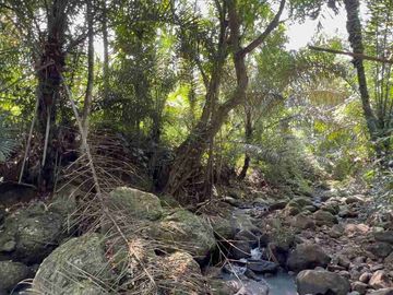 jual tanah kebun Los sungai di tabanan bali