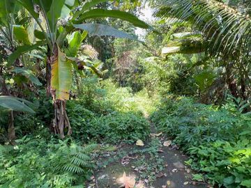 jual tanah kebun Los sungai di tabanan bali