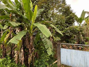 jual tanah kebun contour datar view sawah, sudah berisikan kandang ayam di tabanan bali.