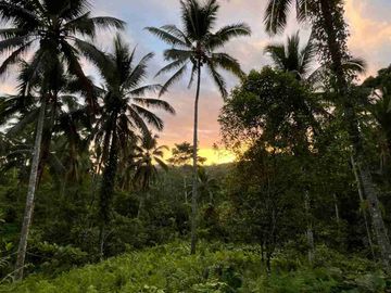 jual tanah kebun Los sungai, view sawah cantik dan sunset yang indah di tabanan bali.