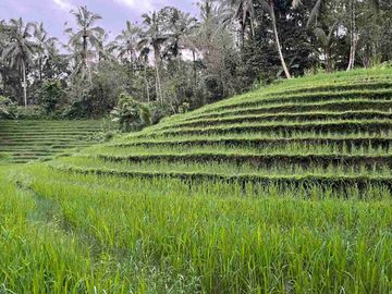 jual tanah kebun Los sungai, view sawah cantik dan sunset yang indah di tabanan bali.