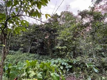 jual tanah kebun Los sungai, view sawah cantik dan sunset yang indah di tabanan bali.
