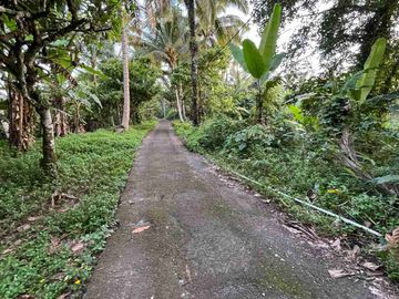 jual tanah kebun Los sungai, view sawah cantik dan sunset yang indah di tabanan bali.