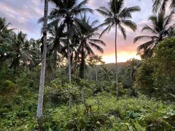 jual tanah kebun Los sungai, view sawah cantik dan sunset yang indah di tabanan bali.