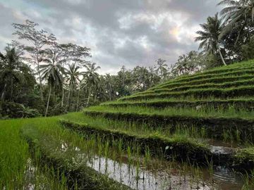 jual tanah kebun Los sungai, view sawah cantik dan sunset yang indah di tabanan bali.