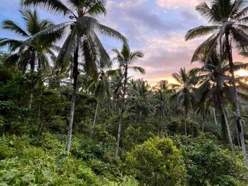jual tanah kebun Los sungai, view sawah cantik dan sunset yang indah di tabanan bali.