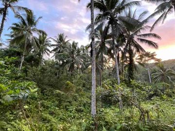 jual tanah kebun Los sungai, view sawah cantik dan sunset yang indah di tabanan bali.