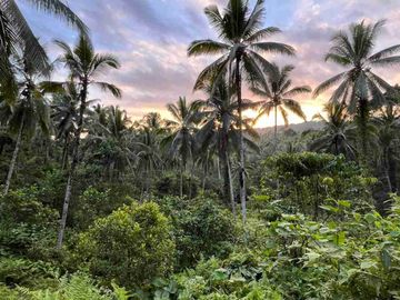 jual tanah kebun Los sungai, view sawah cantik dan sunset yang indah di tabanan bali.