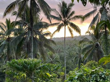 jual tanah kebun Los sungai, view sawah cantik dan sunset yang indah di tabanan bali.
