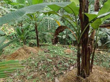 jual global tanah kebun 350 juta global di penebel tabanan bali.