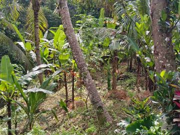 jual global tanah kebun 350 juta global di penebel tabanan bali.