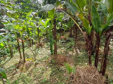 jual global tanah kebun 350 juta global di penebel tabanan bali.