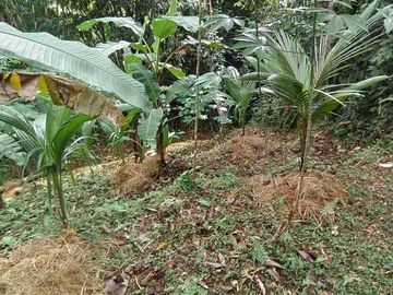 jual global tanah kebun 350 juta global di penebel tabanan bali.