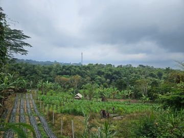DIJUAL: Tanah Pertanian LT 79,7 Are (7.970 m²) di Munduk Luwih Baturiti – Dekat Bedugul