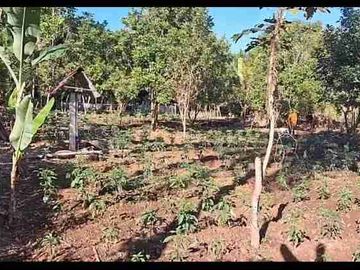 Kebun Strategis Dekat Bilibili