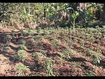 Kebun Strategis Dekat Bilibili