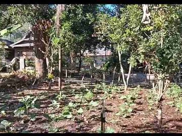 Kebun Strategis Dekat Bilibili