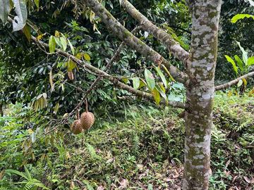 jual tanah kebun murah view sawah di tabanan bali