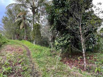 jual tanah kebun murah view sawah di tabanan bali