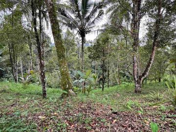jual tanah kebun murah view sawah di tabanan bali