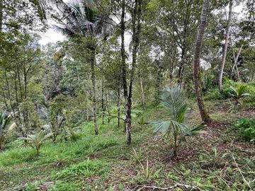 jual tanah kebun murah view sawah di tabanan bali