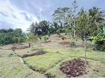 jual kebun durian dan rumah kayu cantik di kawasan desa wisata sesandan selemadeg timur tabanan bali.