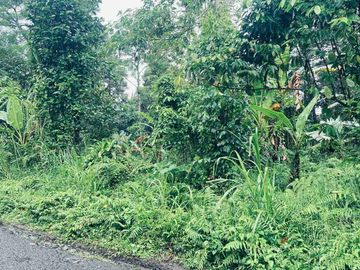 jual tanah area jatiluwih tabanan bali, suhu sejuk view junggle yang asri.