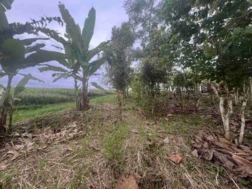 jual tanah view sawah dan gunung di tabanan bali.