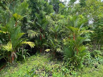 jual tanah pinggir jalan antar provinsi di panghyangan bali.