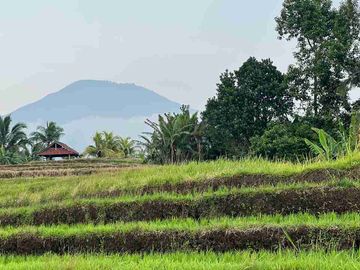 jual tanah sawah view cantik di tabanan bali