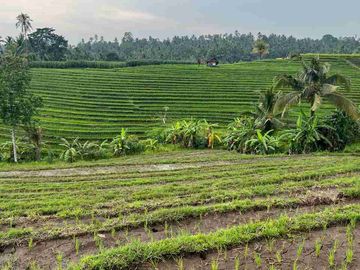 jual tanah sawah view cantik di tabanan bali