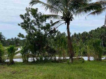 jual tanah view sawah terasering di tabanan bali