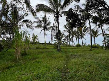 jual tanah view sawah terasering di tabanan bali
