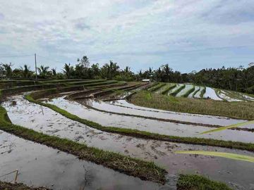 jual tanah view sawah terasering di tabanan bali