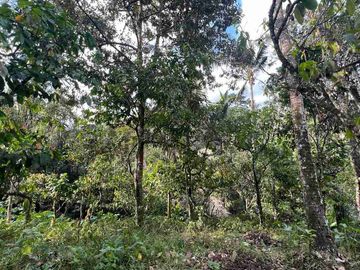 jual tanah kebun Los sungai bersih berbatu di wanagiri selemadeg tabanan bali.