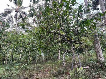 jual tanah kebun Los sungai bersih berbatu di wanagiri selemadeg tabanan bali.