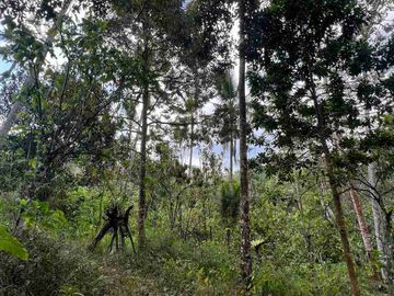 jual tanah kebun Los sungai bersih berbatu di wanagiri selemadeg tabanan bali.