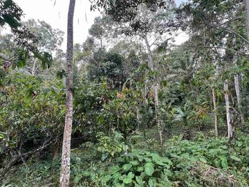 jual tanah kebun Los sungai bersih berbatu di wanagiri selemadeg tabanan bali.