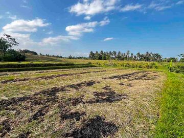 jual tanah kebun view sawah, lembah dan gunung di penebel tabanan bali.